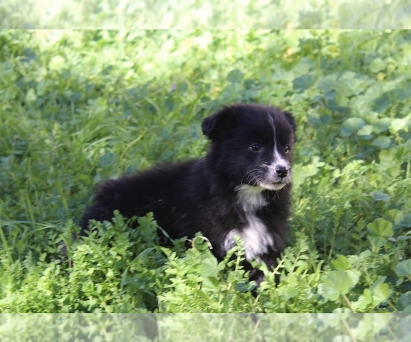 Medium Photo #12 Australian Shepherd Puppy For Sale in ACTON, CA, USA