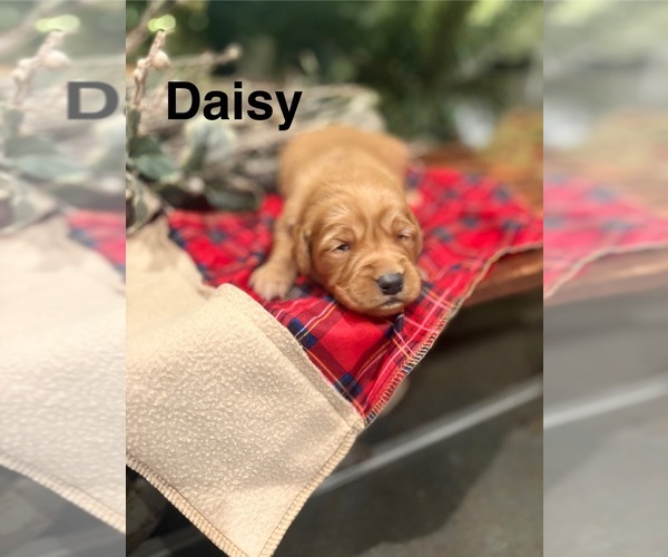 Medium Photo #4 Golden Retriever Puppy For Sale in MARSHFIELD, MO, USA