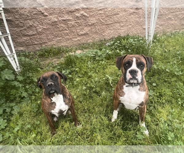 Medium Photo #1 Boxer Puppy For Sale in BAKERSFIELD, CA, USA