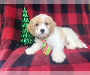 Cavapoo Puppy for sale in LAKELAND, FL, USA