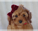 Image preview for Ad Listing. Nickname: Bella