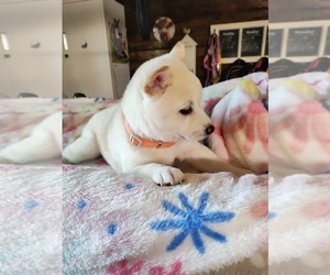 Shiba Inu Puppy for sale in MAXWELL, NM, USA