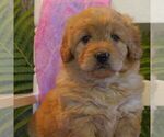 Small Photo #1 Goldendoodle-Poodle (Miniature) Mix Puppy For Sale in THORP, WI, USA
