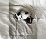 Small #1 Cocker Spaniel