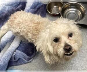 Lhatese Dogs for adoption in Orange, CA, USA