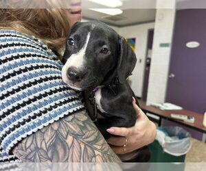 American Staffordshire Terrier-Unknown Mix Dogs for adoption in Raleigh, NC, USA