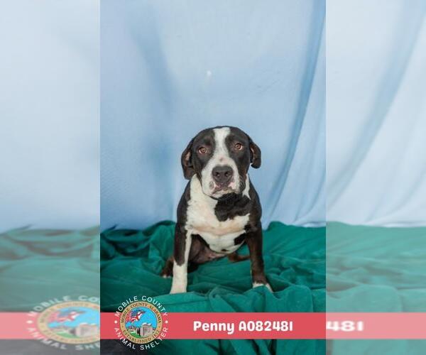 Medium Photo #2 American Bulldog-Unknown Mix Puppy For Sale in Mobile, AL, USA