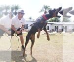 Small #20 Doberman Pinscher
