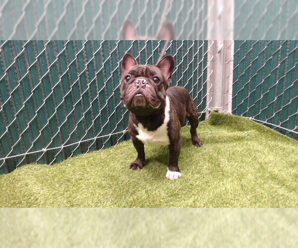 Medium Photo #1 French Bulldog Puppy For Sale in Downey, CA, USA