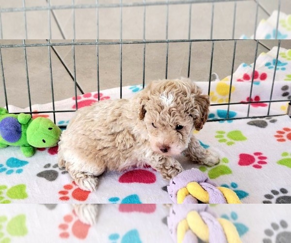 Medium Photo #13 Cock-A-Poo-Poodle (Miniature) Mix Puppy For Sale in ORO VALLEY, AZ, USA