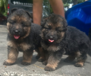 German Shepherd Dog Puppy for sale in PAHOKEE, FL, USA