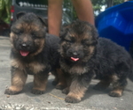 Small German Shepherd Dog