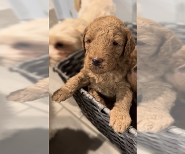 Medium Photo #9 Goldendoodle Puppy For Sale in NORTH LAS VEGAS, NV, USA