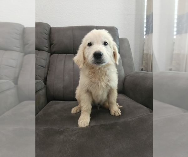 Medium Photo #2 Golden Retriever Puppy For Sale in ELVERTA, CA, USA