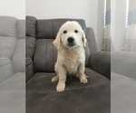 Small #1 Golden Retriever