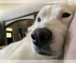 Small #2 Great Pyrenees Mix