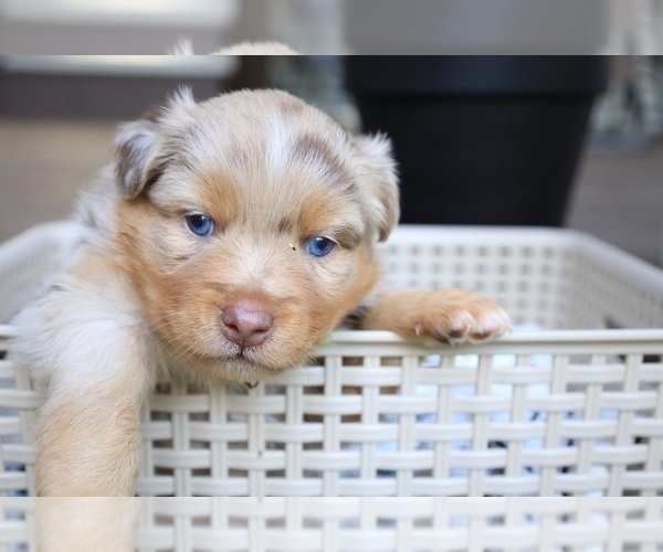 Medium Photo #61 Miniature Australian Shepherd Puppy For Sale in DAWSON, GA, USA