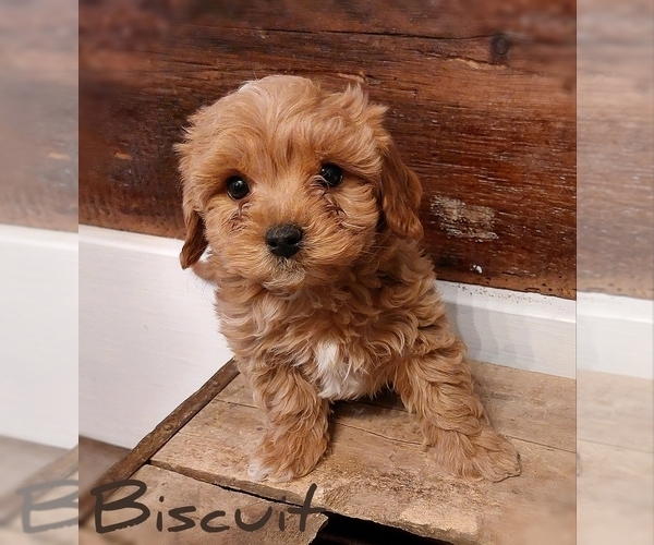 Medium Photo #1 Cavapoo Puppy For Sale in LEBANON, PA, USA