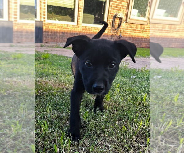 Medium Photo #9 Labrador Retriever-Unknown Mix Puppy For Sale in OKLAHOMA CITY, OK, USA