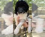 Small Photo #9 Pyredoodle Puppy For Sale in GEORGETOWN, TX, USA