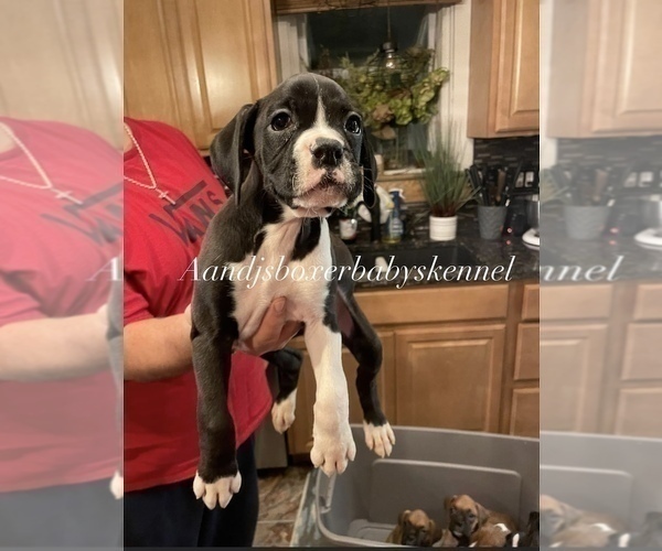 Medium Photo #3 Boxer Puppy For Sale in DAYTON, OH, USA