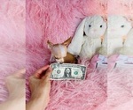Small #12 Chihuahua