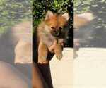 Small Photo #8 Pomeranian Puppy For Sale in STKN, CA, USA