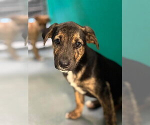 German Shepherd Dog-Unknown Mix Dogs for adoption in Visalia, CA, USA