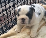 Puppy Puppy 2 Trixie English Bulldog