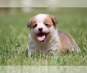 Pembroke Welsh Corgi Litter for sale in FORT MADISON, IA, USA