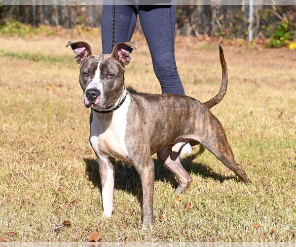 Medium Photo #2 Mutt Puppy For Sale in Glen Allen, VA, USA