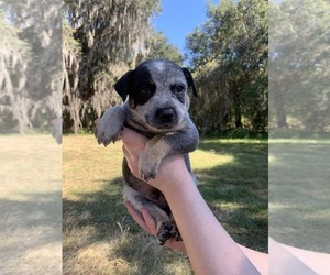 Australian Cattle Dog Puppy for sale in KISSIMMEE, FL, USA