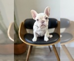 Puppy Violet French Bulldog