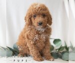 Small #2 Poodle (Miniature)