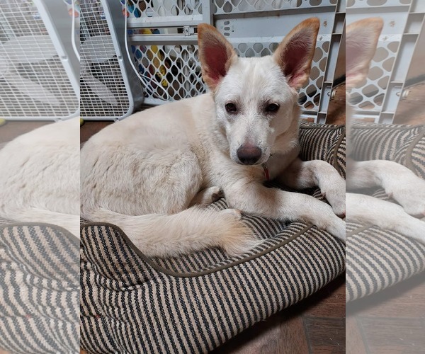 Medium Photo #1 - Mix Puppy For Sale in Hoffman Estates, IL, USA