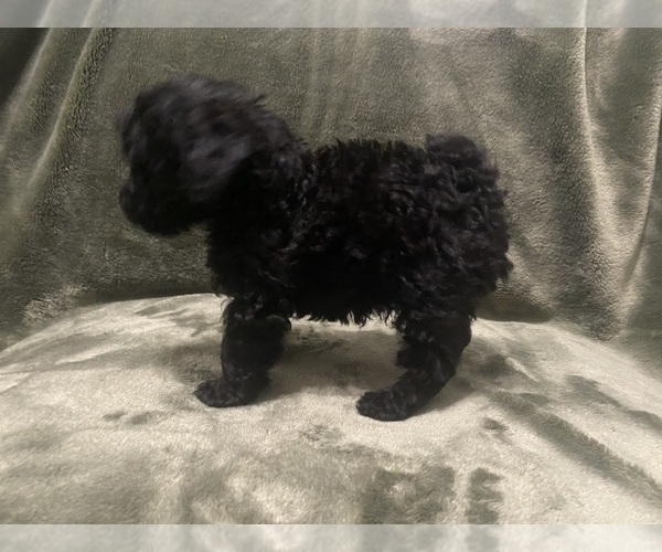 Medium Photo #9 Poodle (Toy) Puppy For Sale in SPRING HILL, FL, USA