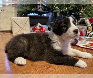 English Shepherd Puppy for sale in CAVE CITY, AR, USA