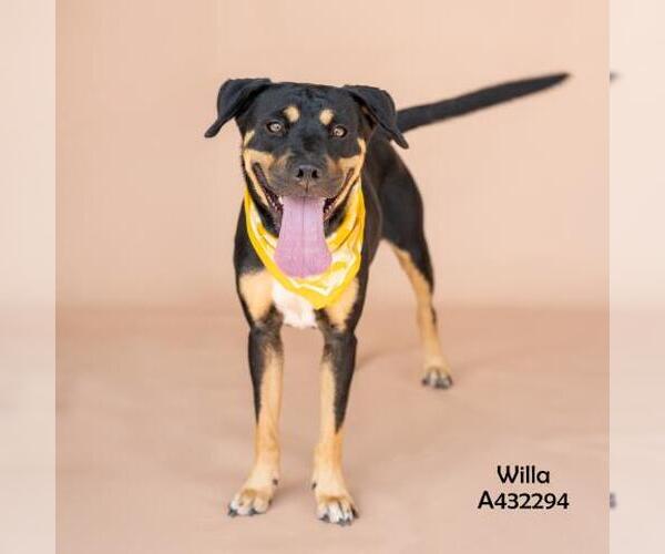 Medium Photo #1 Rottweiler-Unknown Mix Puppy For Sale in Conroe, TX, USA