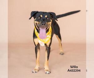 Rottweiler-Unknown Mix Dogs for adoption in Conroe, TX, USA