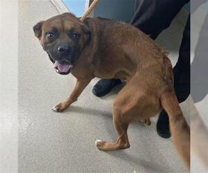 Anatolian Shepherd-Boxer Mix Dogs for adoption in Newton, NC, USA
