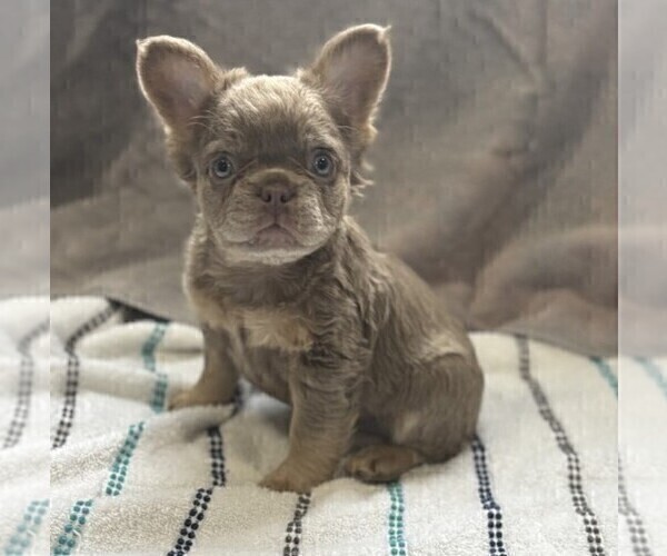 Medium Photo #14 French Bulldog Puppy For Sale in PEMBROKE PINES, FL, USA