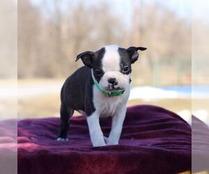 Boston Terrier Puppy for sale in PORT ROYAL, PA, USA