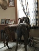 Small Photo #5 Great Dane Puppy For Sale in WEIRTON, WV, USA