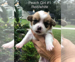 Pembroke Welsh Corgi Puppy for Sale in OCALA, Florida USA