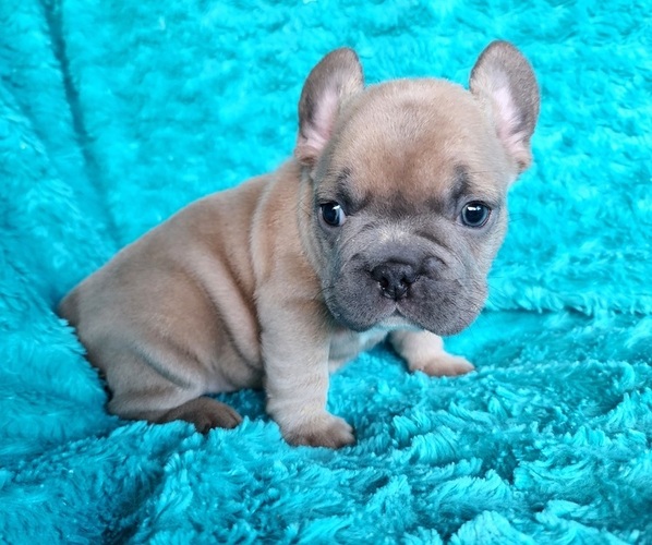 Medium Photo #4 French Bulldog Puppy For Sale in LAS VEGAS, NV, USA
