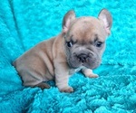 Small #3 French Bulldog