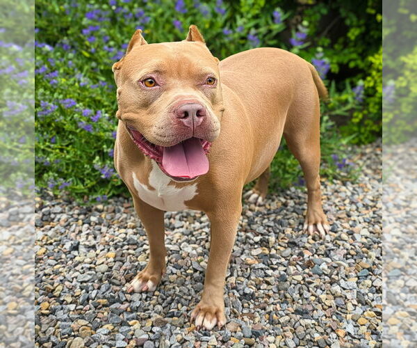 Medium Photo #2 American Staffordshire Terrier Puppy For Sale in Albuquerque, NM, USA