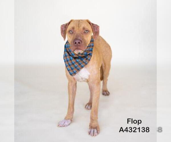 Medium Photo #1 Mutt Puppy For Sale in Conroe, TX, USA