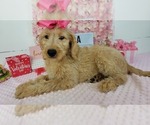Small Photo #1 Labradoodle Puppy For Sale in COLLEGE STA, TX, USA