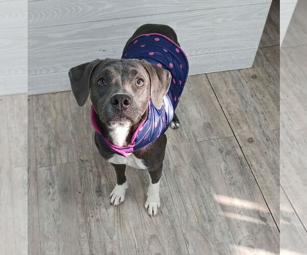 Medium Photo #9 Mutt Puppy For Sale in Murfreesboro, NC, USA